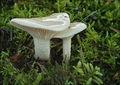 Hygrophorus cossus